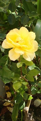 yellow rose